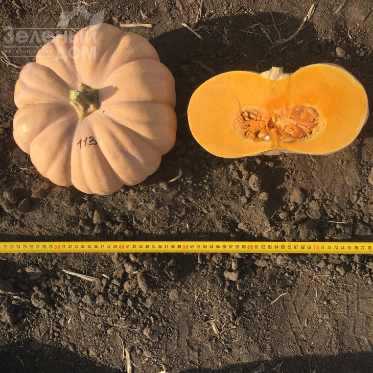 Спеллкаст F1 / Spellkast F1, 80-95 днів фото 2