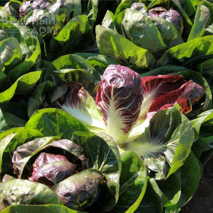 Гіове F1 / Giove F1,80-90 днів фото 1