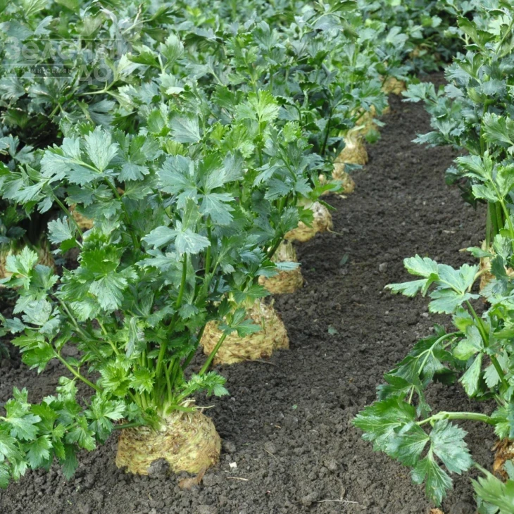 Диамант / Diamant,150 дней фото 2