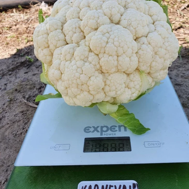 Карневал F1 / Karneval F1, 65-75 дней фото 3