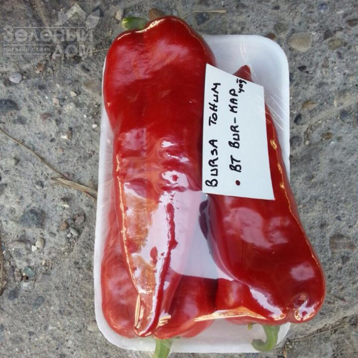 Буркап / Burkap, 70-85 днів фото 2