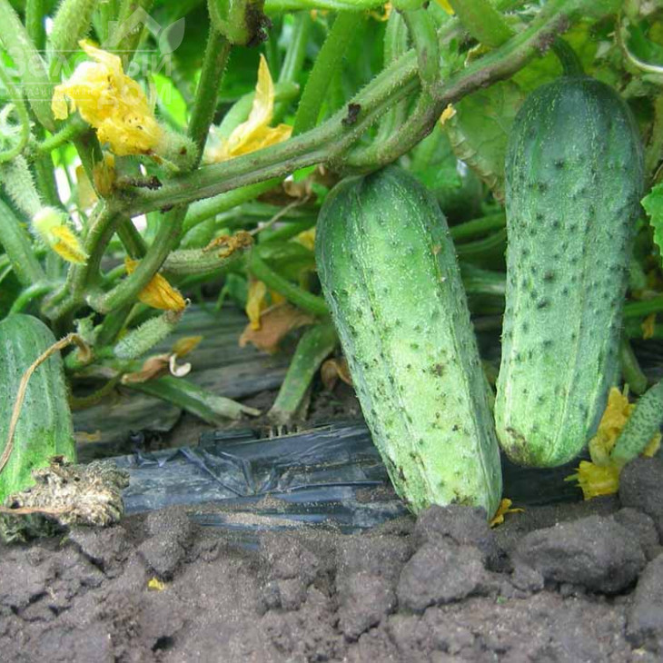 Кріспіна F1 / Crispina F1,38-40 днів фото 2