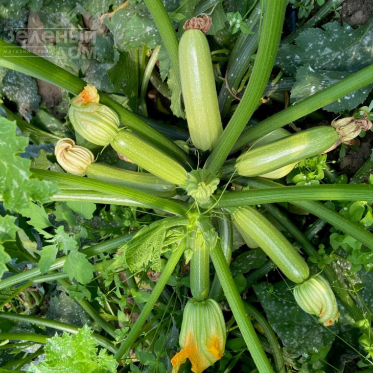 Саміра  F1 / Samira F1, 40-45 днів фото 3