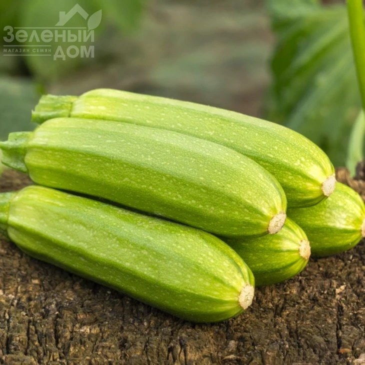 Самира F1 / Samira F1, 40-45 дней фото 1