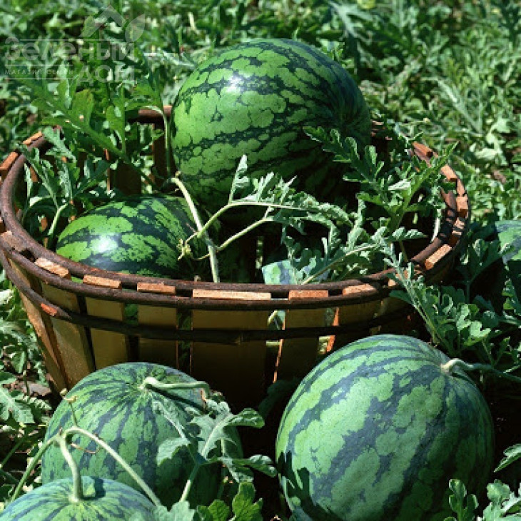 Сід Зеро F1 / Seed Zero F1 фото 1