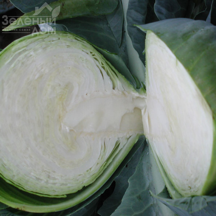 Арос  F1 / Aros F1,135-145 днів фото 2