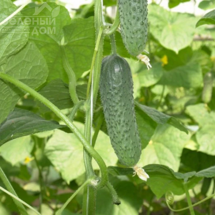 Мирабелл F1 / Mirabelle F1,40-45 дней фото 1