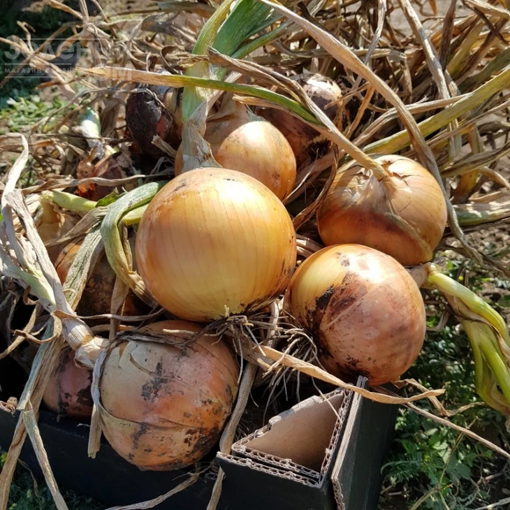 Саманта F1 / Samanta F1,125-130 дней фото 1