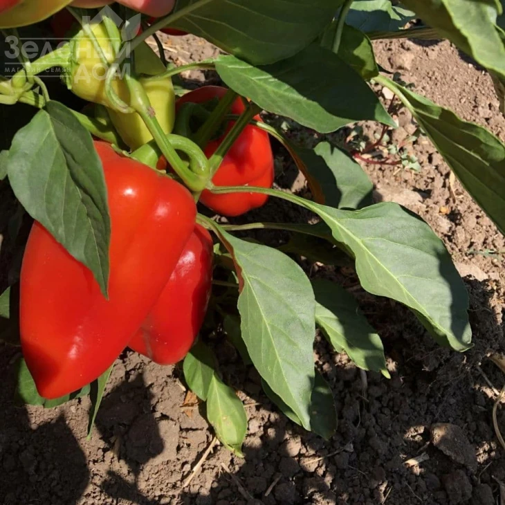 Монолиза F1 / Monoliza F1, 110-140 дней фото 1