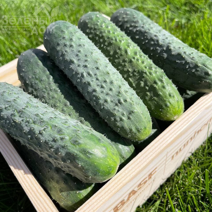 Елітор F1 / Elitor F1 фото 1