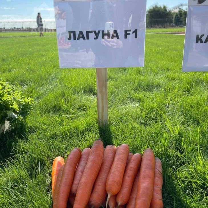 Лагуна F1 / Laguna F1,60-65 днів фото 1