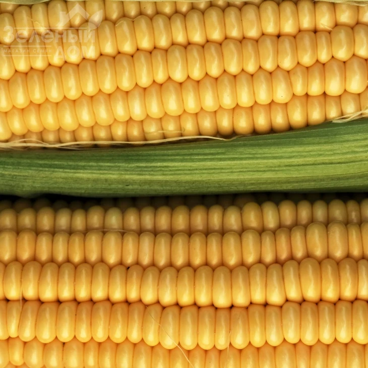 Акцент F1 / Accent F1,81 день фото 2