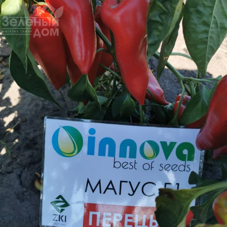 Магус F1 / Magush F1,60-65 дней фото 4