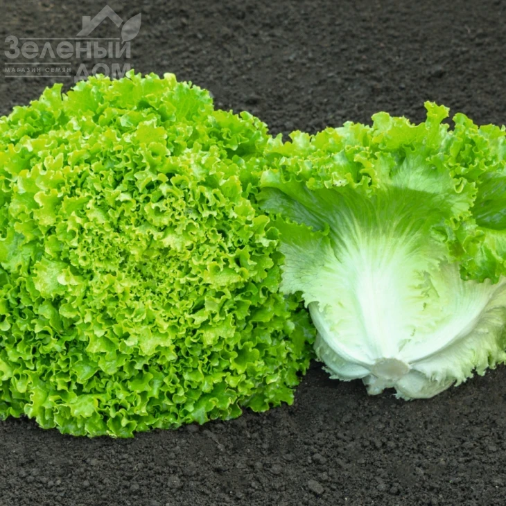 Сементел / Sementel,35-45 дней фото 2