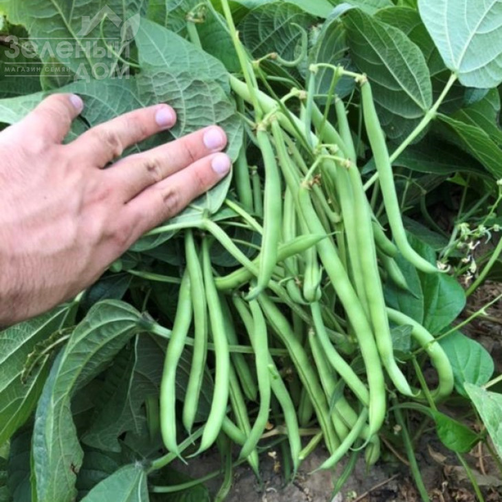 Бурмен / Burman фото 2