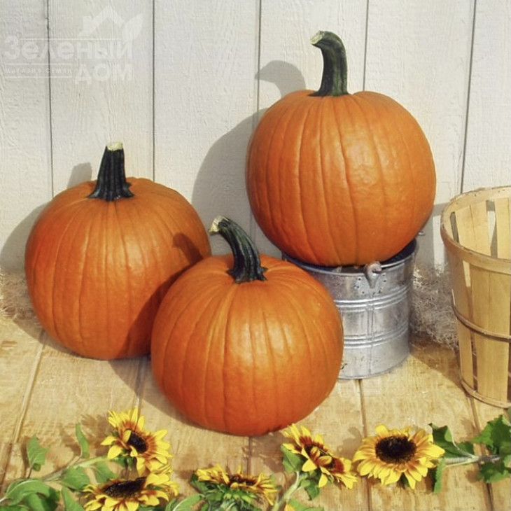 Гладіатор F1 / Gladiator F1, 110 днів фото 1