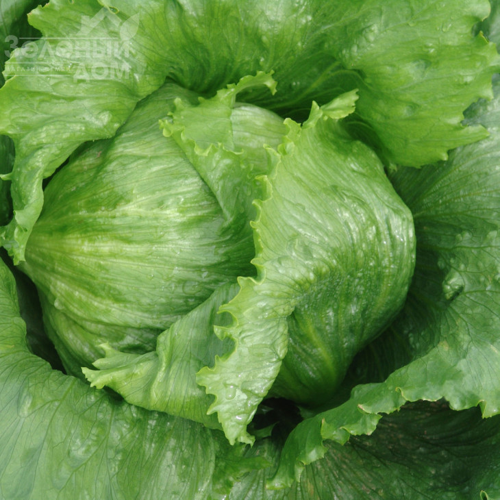 Мауглі / Maugli,50-55 днів фото 1