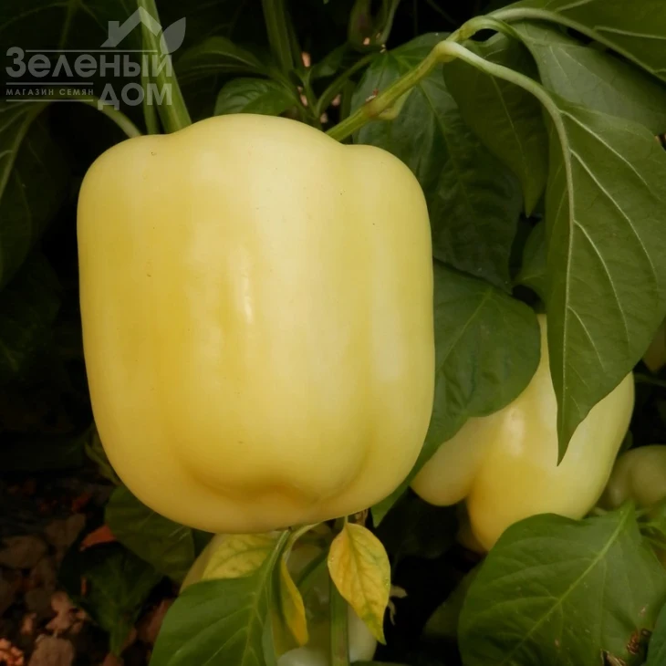 Оида F1 / Oida F1,65-70 дней фото 3