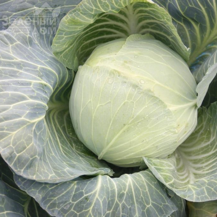 Віконт F1 / Vikont F1 фото 1