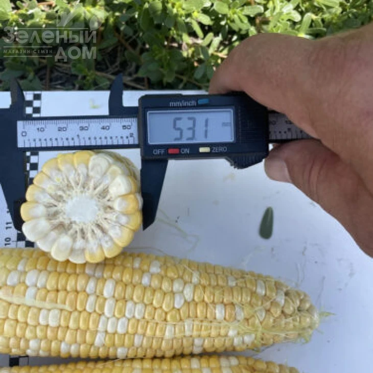 Казино F1 / Casino F1, 63 дня фото 2