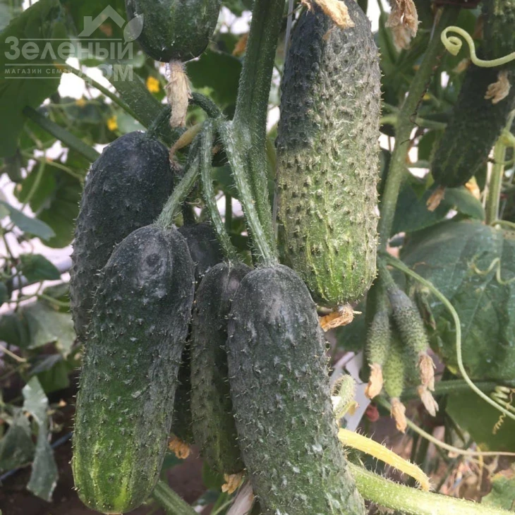 Ромара F1 / Romara F1 фото 3