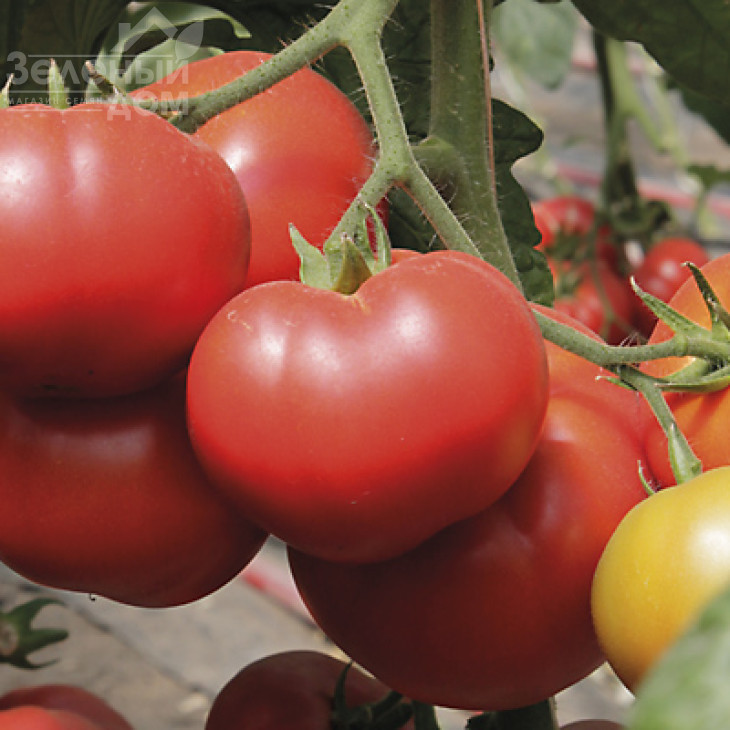 Капонет F1 / Caponet F1 фото 1