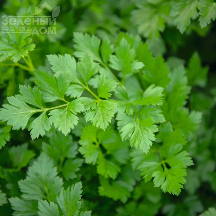 Риалто / Rialto фото 1