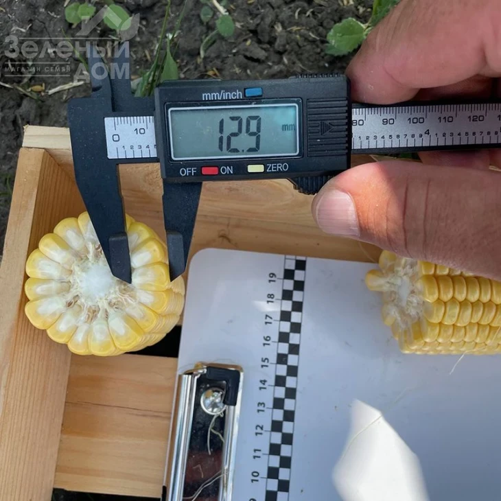 Рапид F1 / Rapid F1,62 дня фото 3