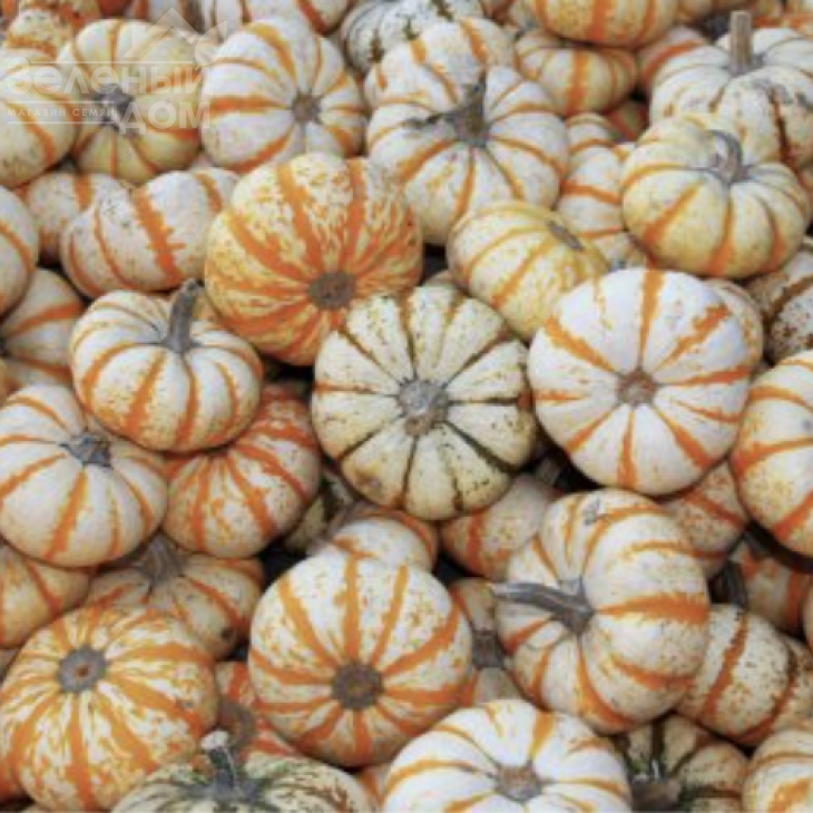 Кемон F1 / Kemon F1 фото 2