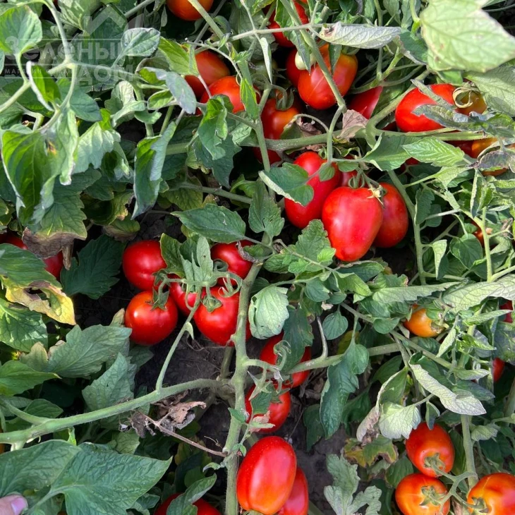 Оливенза F1 / Olivenza F1,120 дней фото 5