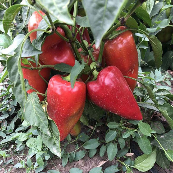 Кольт F1 / Kolt F1,50-55 днів фото 2