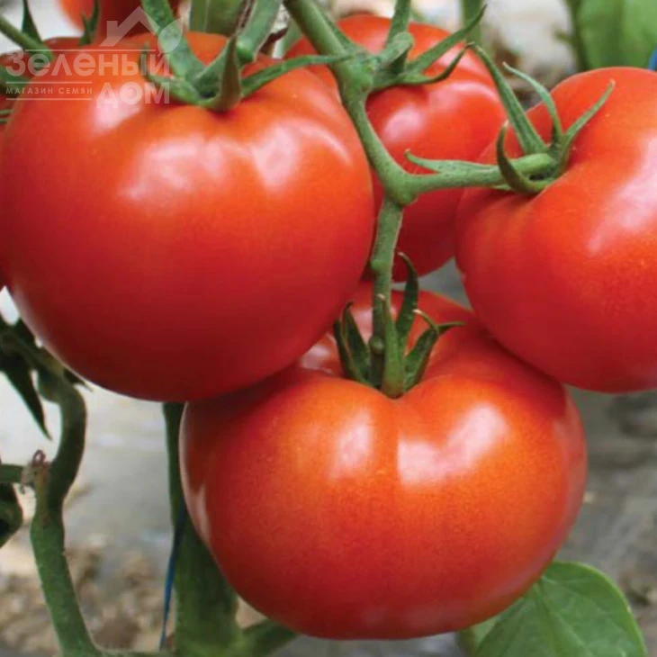 Девонет F1 / Devonet F1,90-95 дней фото 2