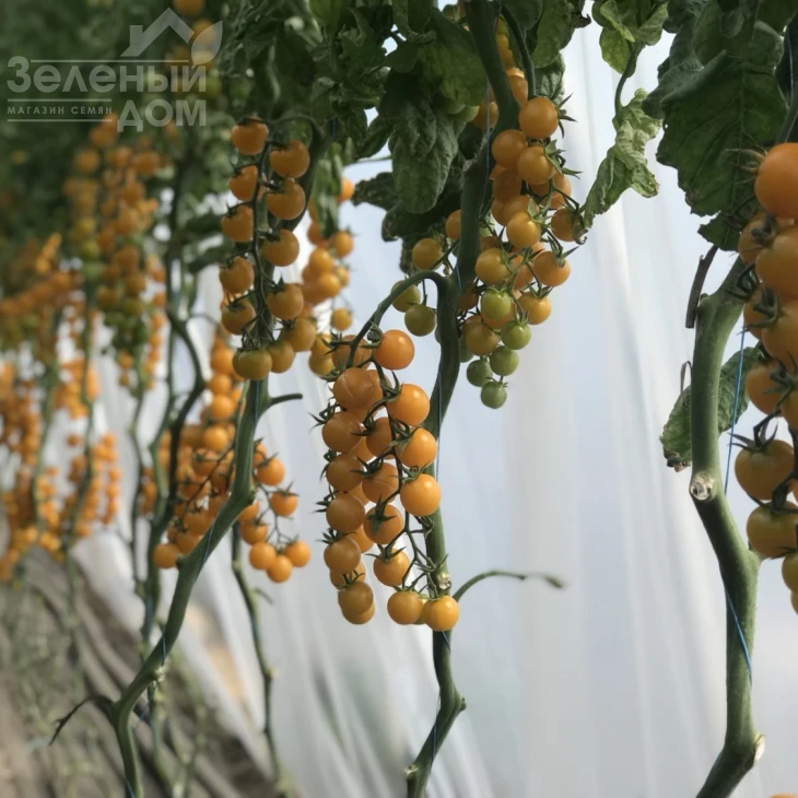 Саммер Сан F1 / Summer Sun F1 фото 1