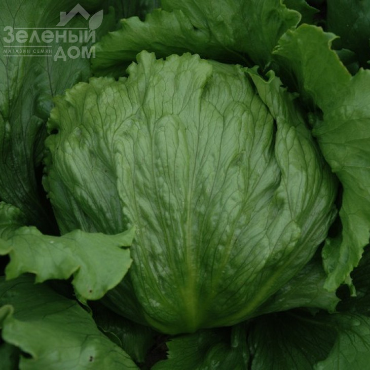 Експрешіон / Expression фото 1