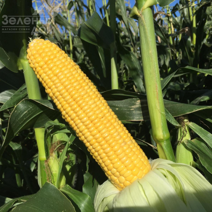 Турбін F1 / Turbin F1,70-72 дні фото 1