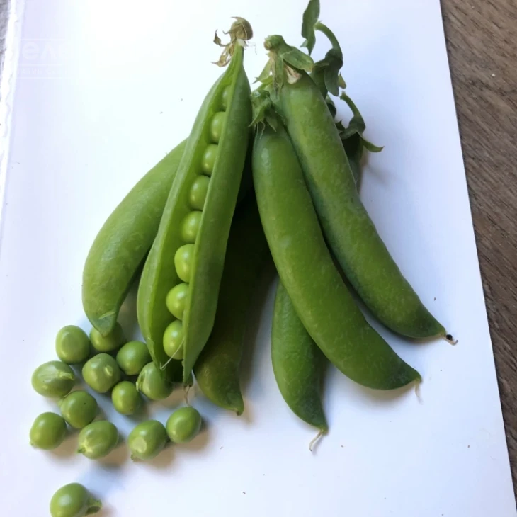 Продиджи / Prodydzhy, 70-75 дней фото 3