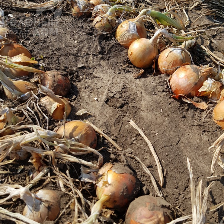 Саманта F1 / Samanta F1,125-130 днів фото 2