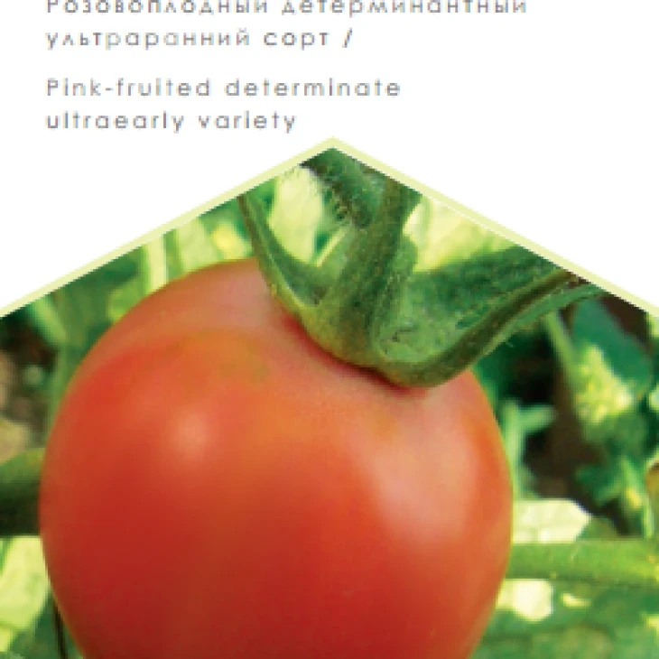 Ляна розовая / Lyana rozovaya фото 1