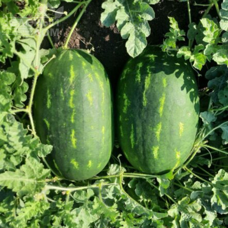 Віллінг F1 / Villing F1, 70 днів фото 4