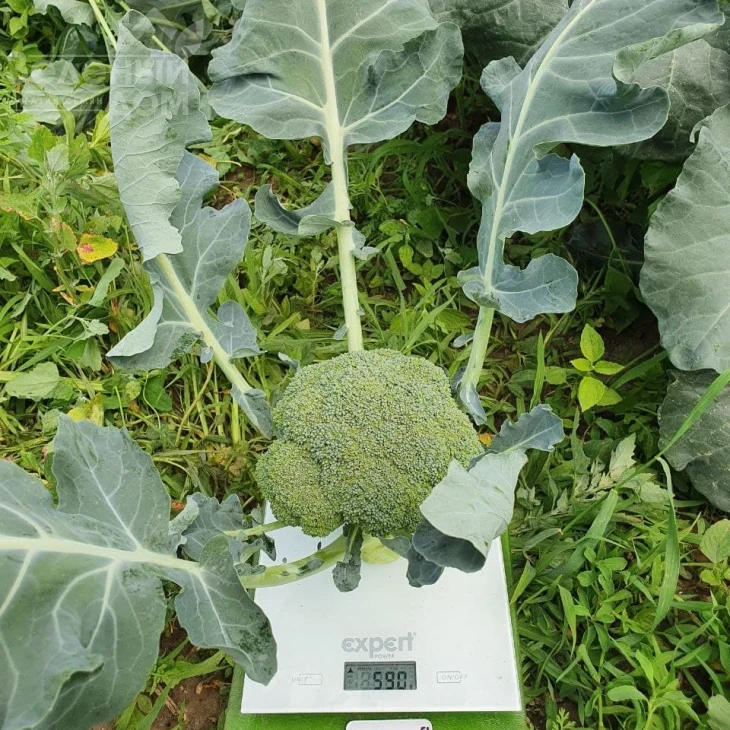 Ахилес F1 / Akhiles F1,55-65 дней фото 4