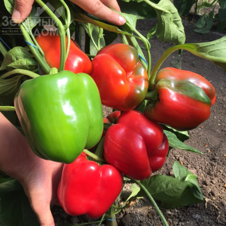 Арістотель F1 / Aristotel F1,70-75 днів фото 3