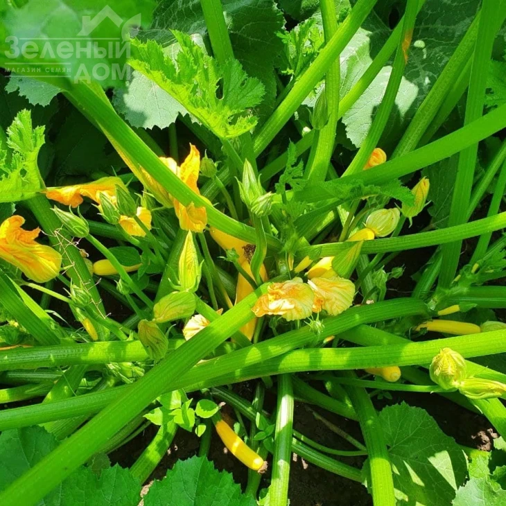 Лемона F1 / Lemona F1, 38-40 дней фото 5