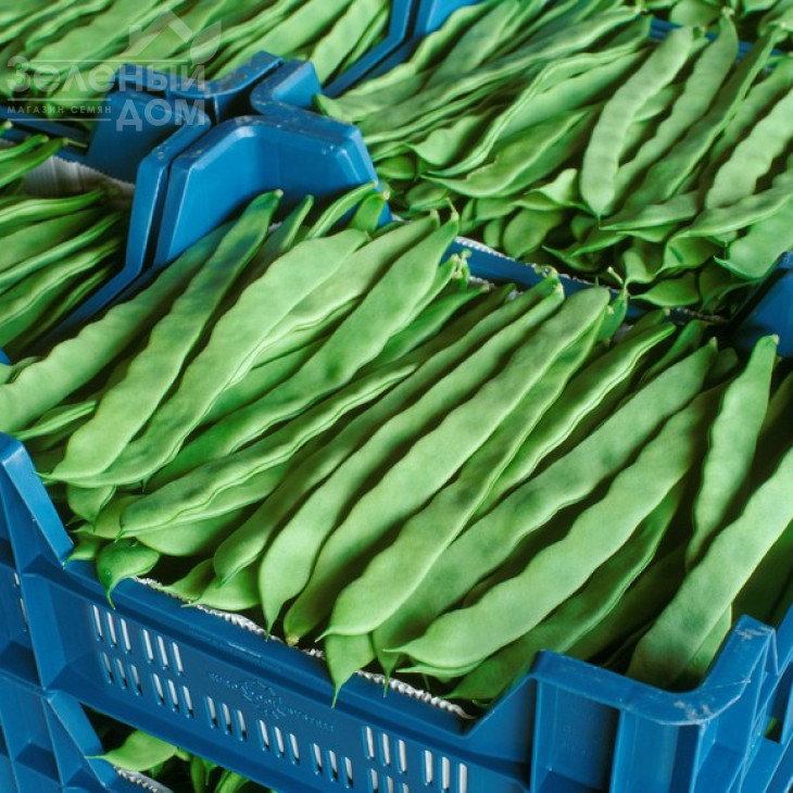 Фестівал / Festival фото 1