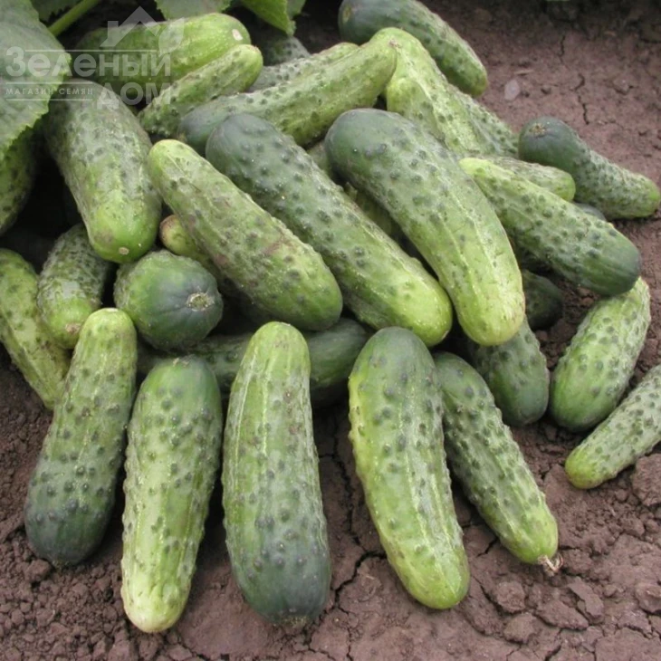 Бара F1 / Bara F1,40-45 дней фото 1