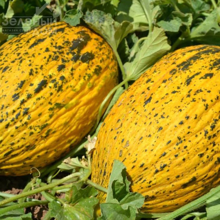 Аріана F1 / Ariana F1, 68-72 днів фото 2