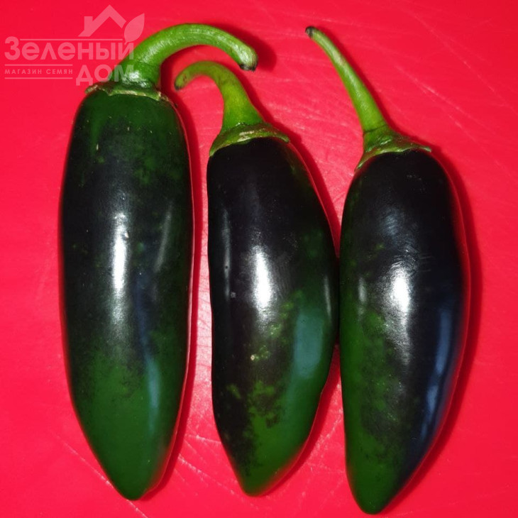 Моджаве F1 / Modzhave F1 фото 6