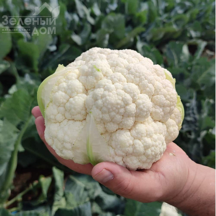 Найробі F1 / Nayrobi F1, 83– 90 днів фото 2