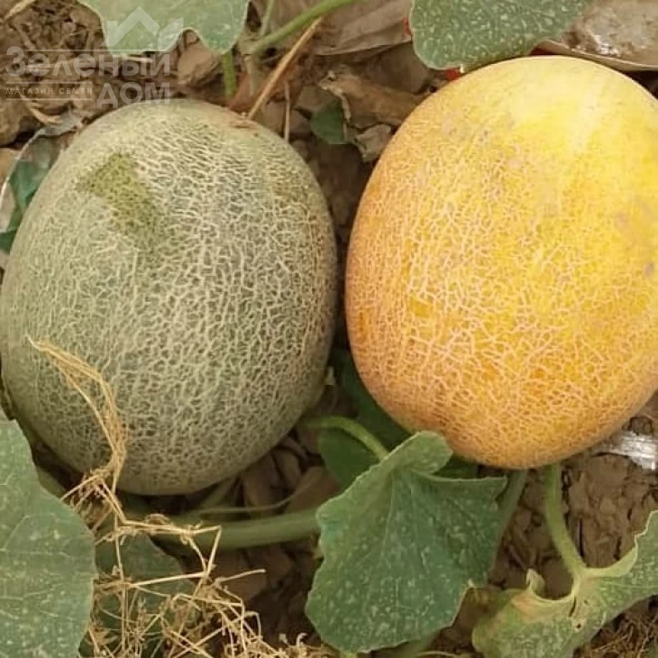 Баллу / Ballu фото 1