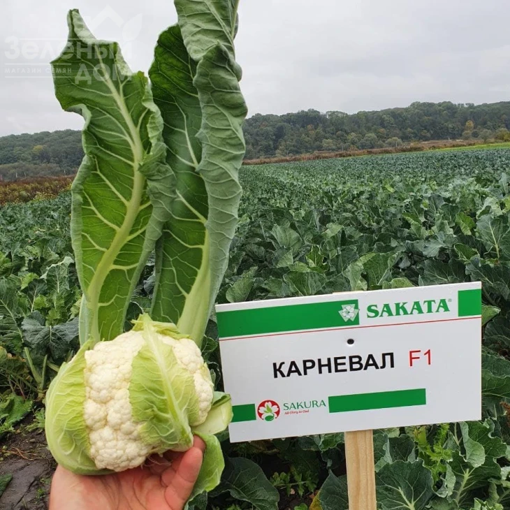 Карневал F1 / Karneval F1, 65-75 дней фото 4