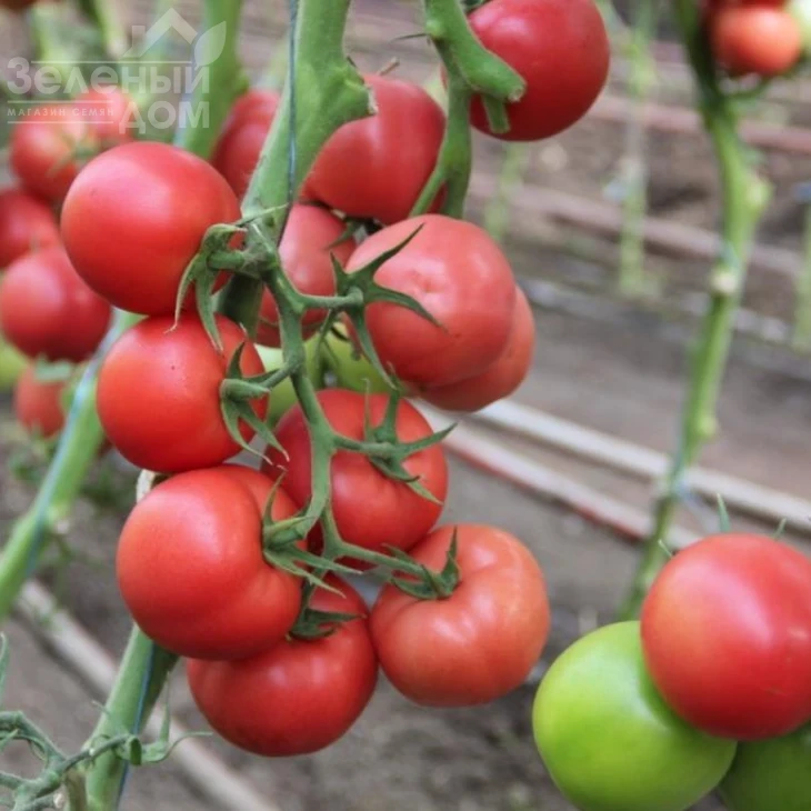 Пинки Спринтер F1 / Pinky Sprinter F1 фото 2